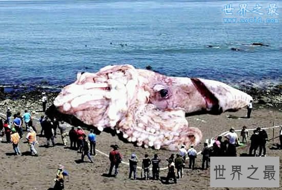 世界上最大的鱿鱼,大王酸浆鱿(长达20米以上)