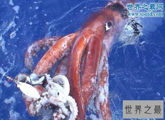 世界上最大的鱿鱼,大王酸浆鱿(长达20米以上)