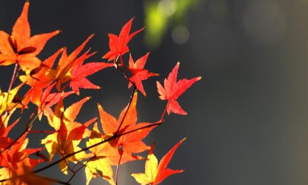 看枫叶是几月份,岳麓山的枫叶,几月份去看比较好?图3
