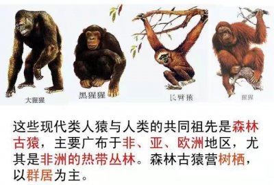 ​人类祖先是什么动物，人类的祖先到底是什么动物？