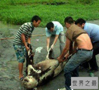 ​中国十大灵异事件，四川成都惊现僵尸杀人事件