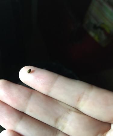 大米里面有黑色虫子怎么办