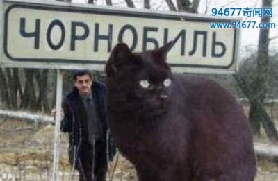 ​乌克兰巨猫Angie(800公斤)，因辐射成为世界上最大的猫