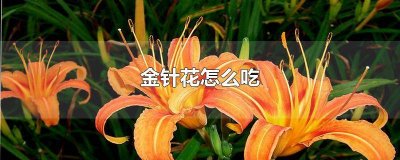 ​鲜针金花怎么吃 金针花怎么做好吃家常