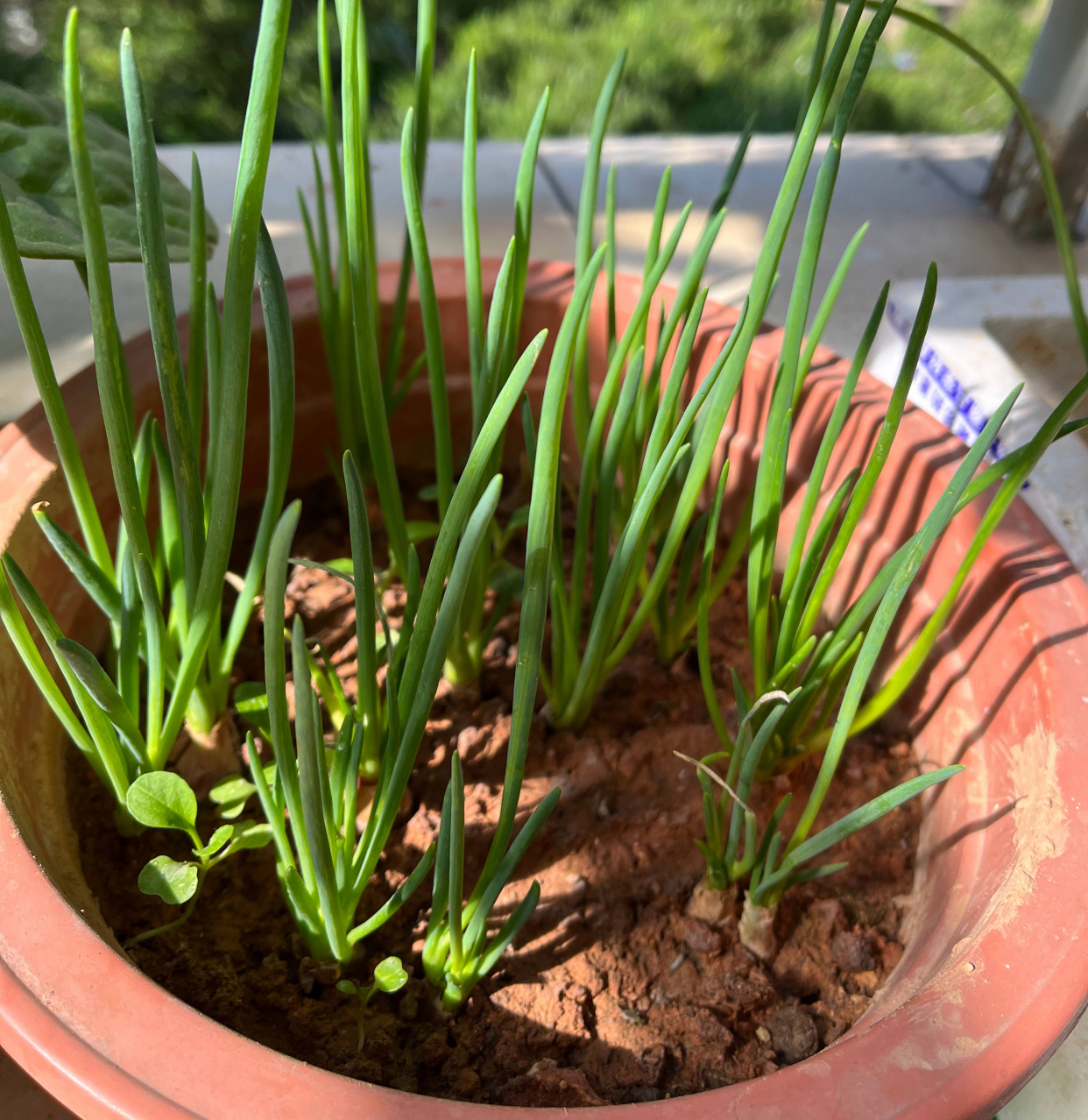 葱的种植方法（分享阳台种葱的超简单方法）