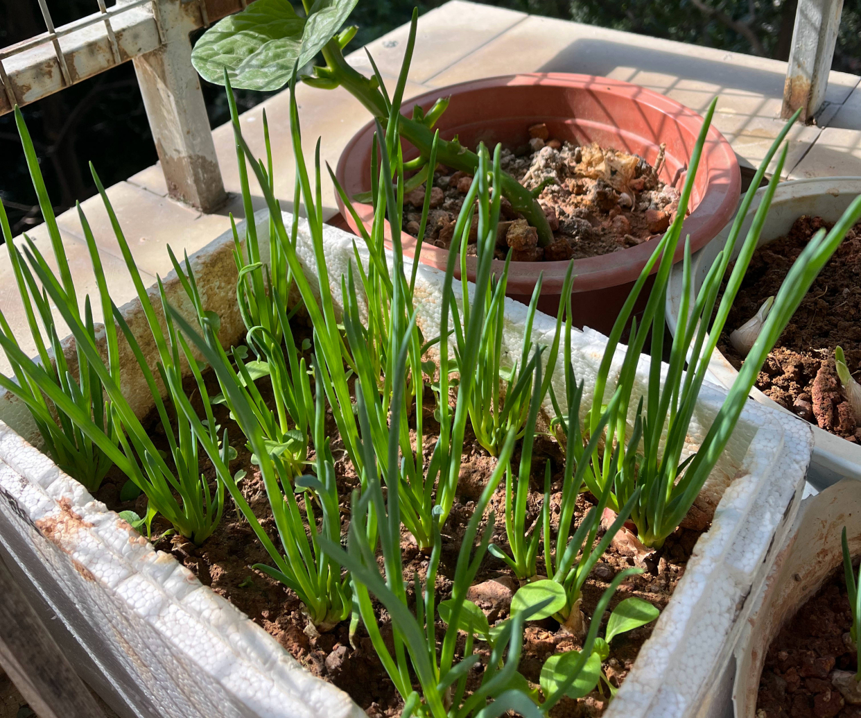 葱的种植方法（分享阳台种葱的超简单方法）