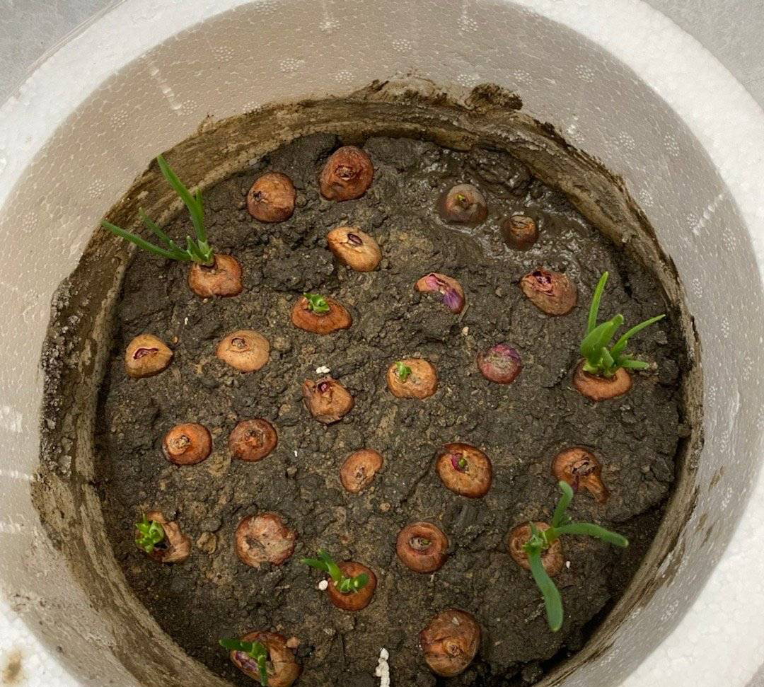 葱的种植方法（分享阳台种葱的超简单方法）