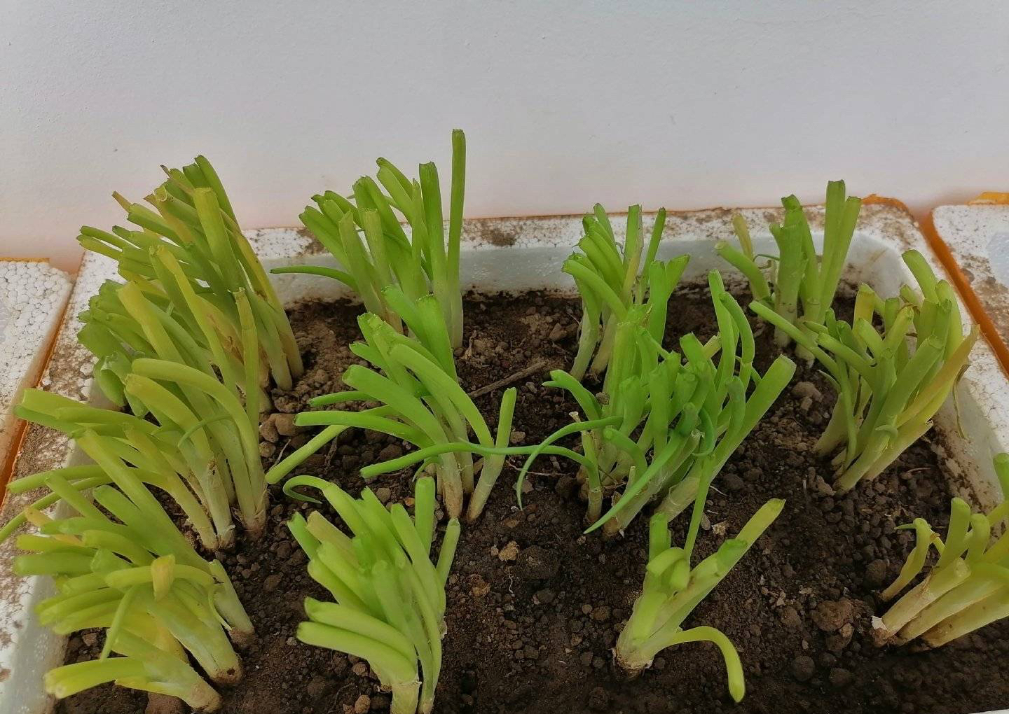 葱的种植方法（分享阳台种葱的超简单方法）