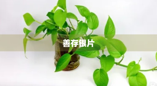 善存银片