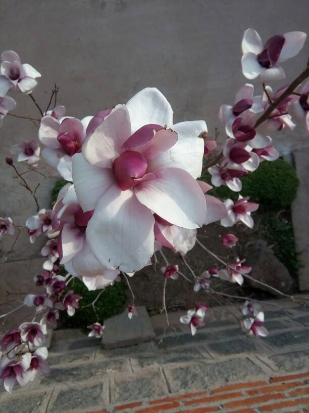 樱花先开花还是先长叶（不长叶子先开花的原因）