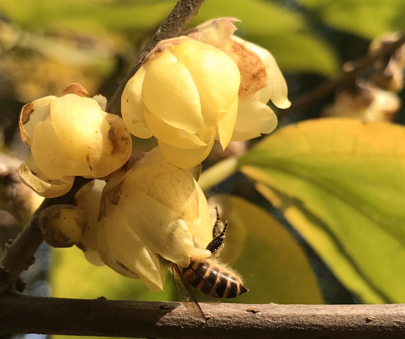 樱花先开花还是先长叶（不长叶子先开花的原因）