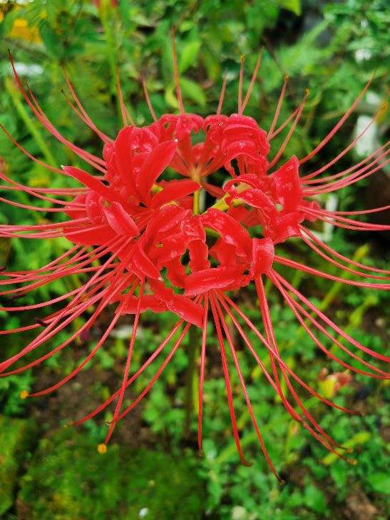 樱花先开花还是先长叶（不长叶子先开花的原因）