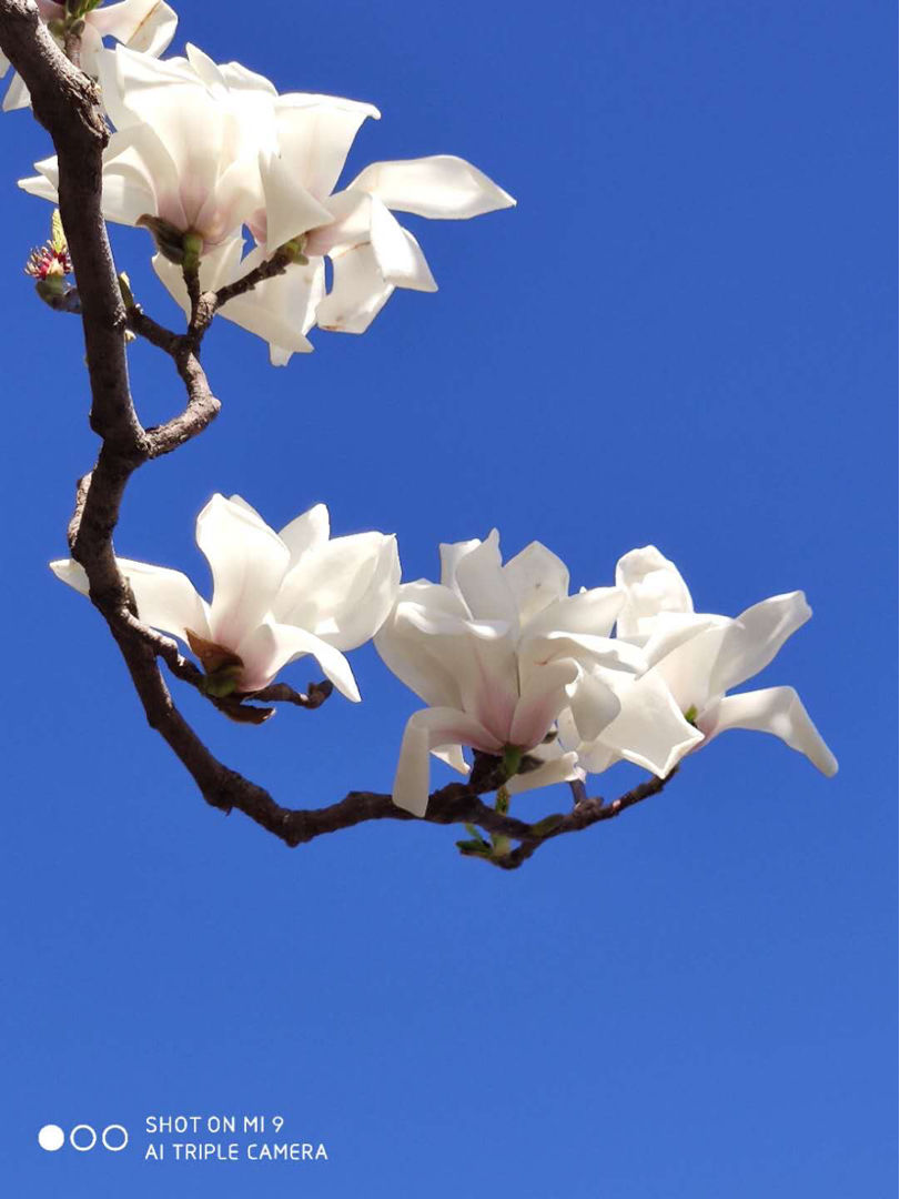 樱花先开花还是先长叶（不长叶子先开花的原因）