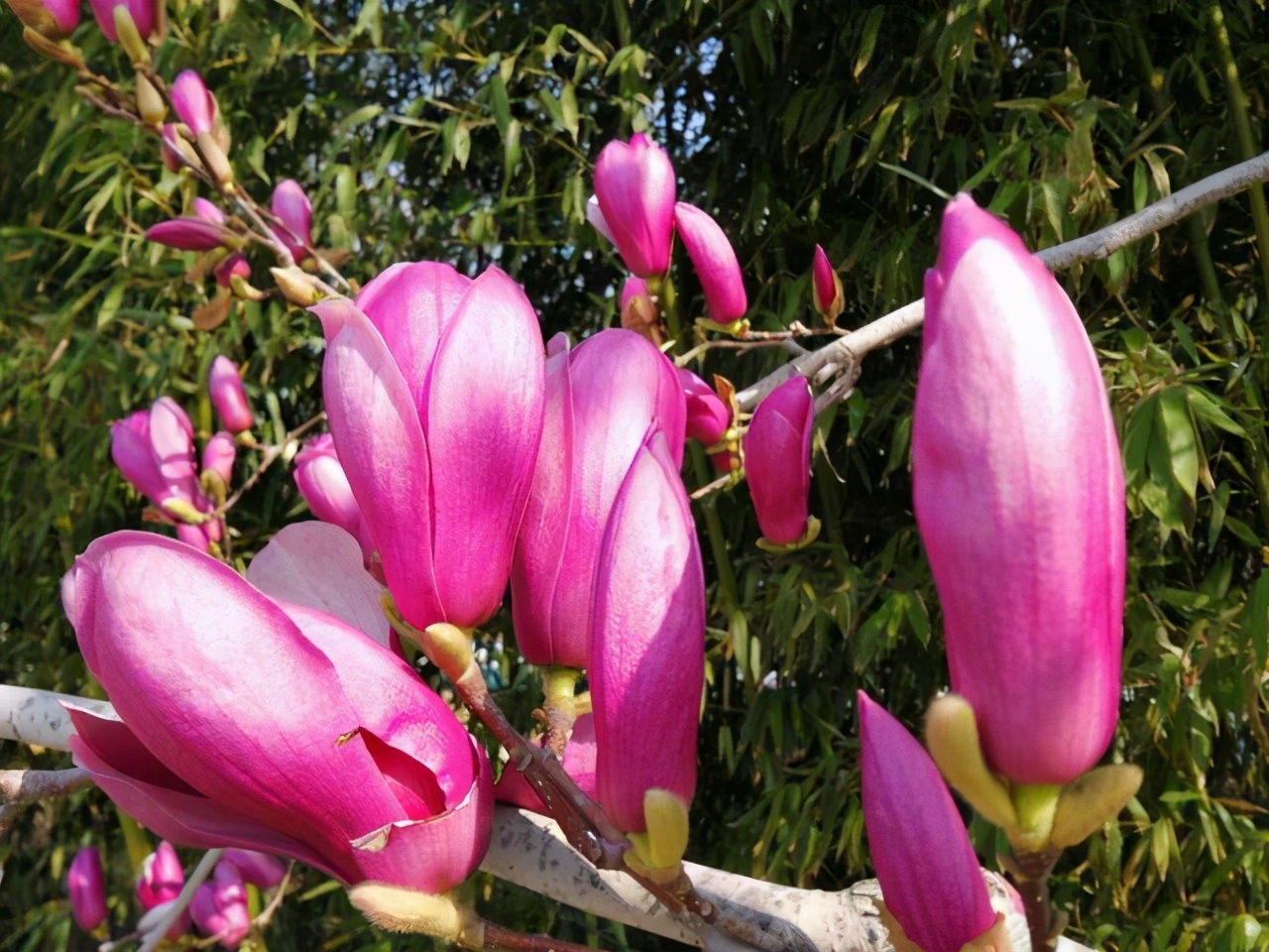 樱花先开花还是先长叶（不长叶子先开花的原因）