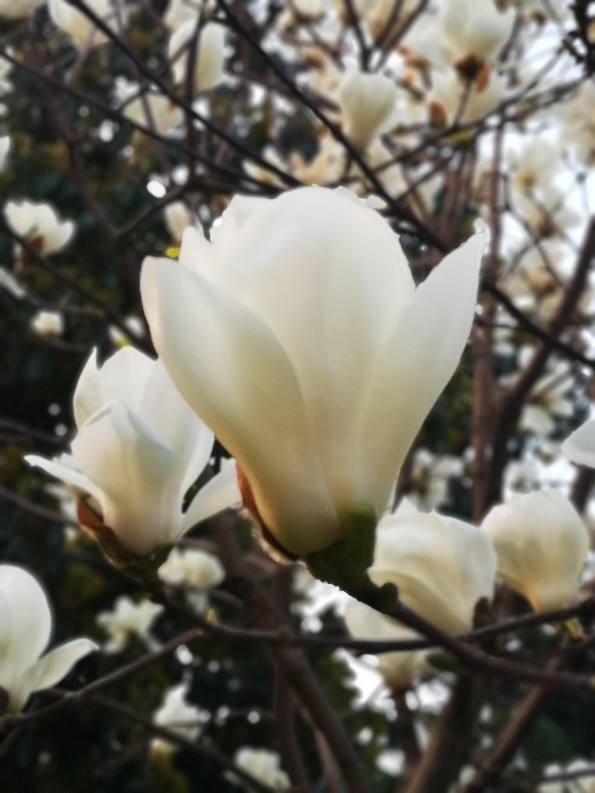 樱花先开花还是先长叶（不长叶子先开花的原因）