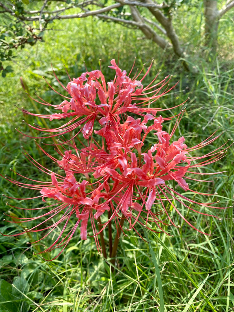 樱花先开花还是先长叶（不长叶子先开花的原因）