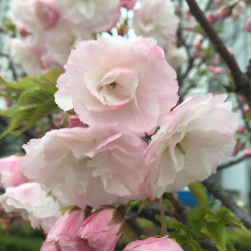 樱花先开花还是先长叶（不长叶子先开花的原因）