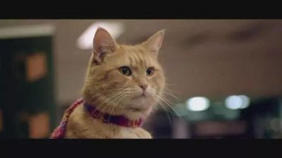 ​看《流浪猫鲍勃》原著，学地道“猫奴”常用表达！
