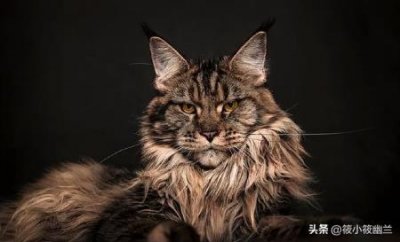 ​猫为什么每天都睡那么多？如何让它们更好地休息呢？猫为什么整天睡