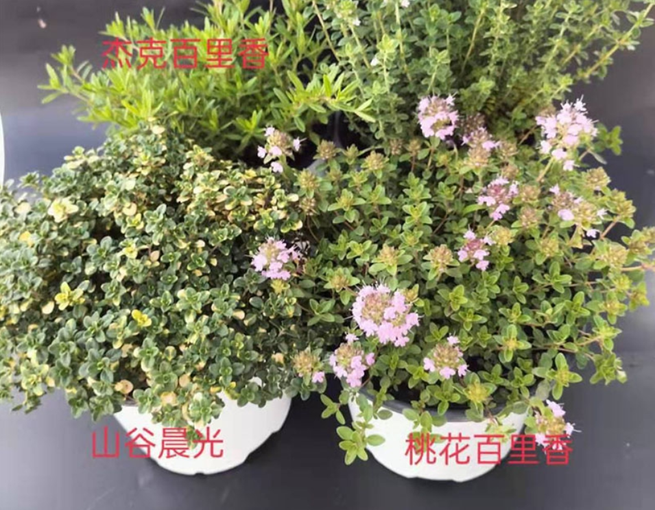 香草长什么样子的图片（6种不同品种香草介绍）