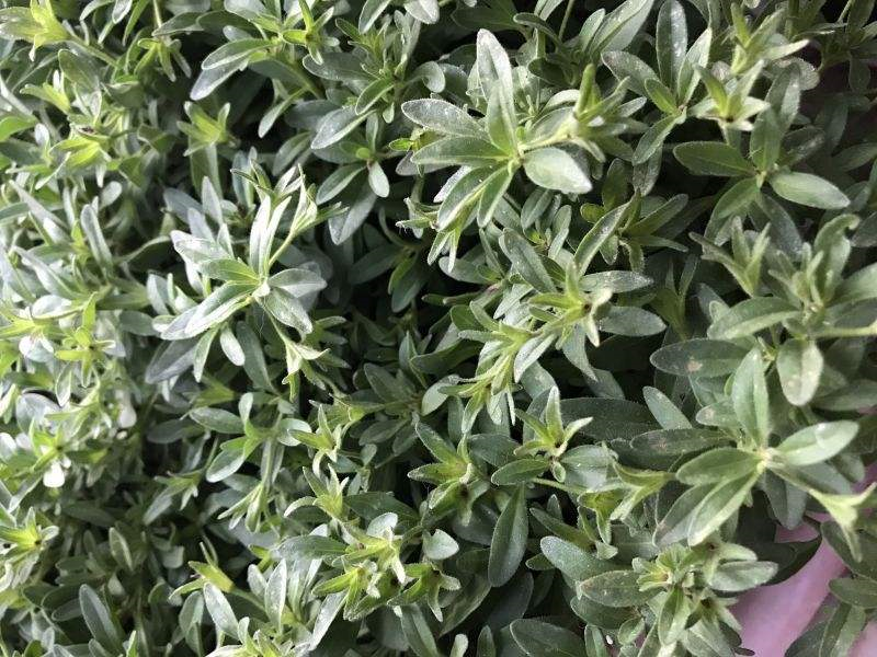 香草长什么样子的图片（6种不同品种香草介绍）