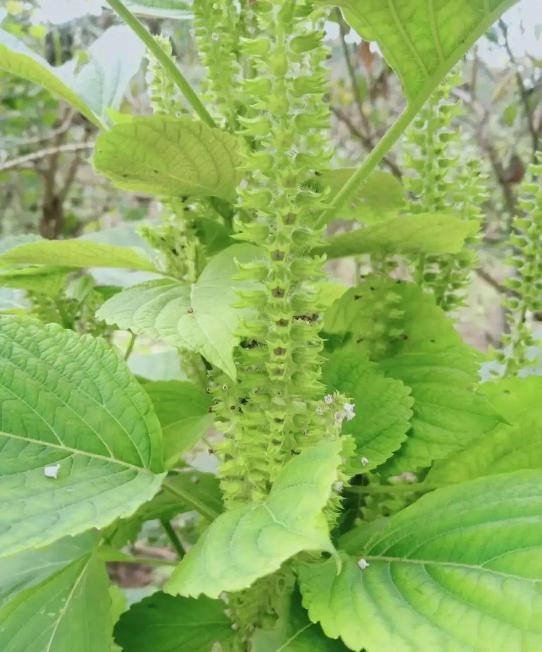 香草长什么样子的图片（6种不同品种香草介绍）
