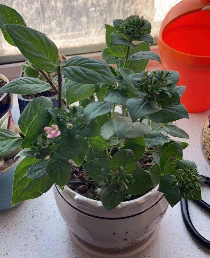 香草长什么样子的图片（6种不同品种香草介绍）