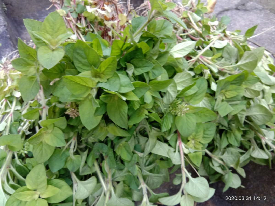 香草长什么样子的图片（6种不同品种香草介绍）