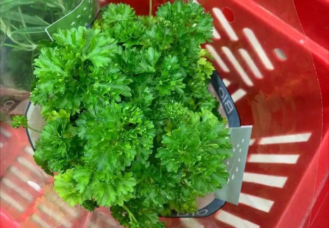 香草长什么样子的图片（6种不同品种香草介绍）