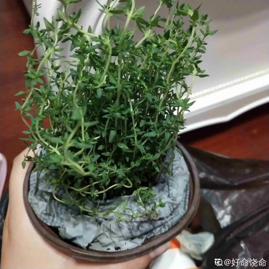 香草长什么样子的图片（6种不同品种香草介绍）