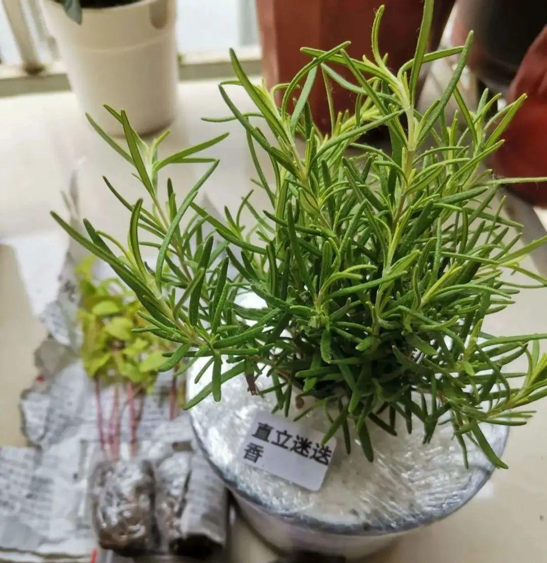 香草长什么样子的图片（6种不同品种香草介绍）