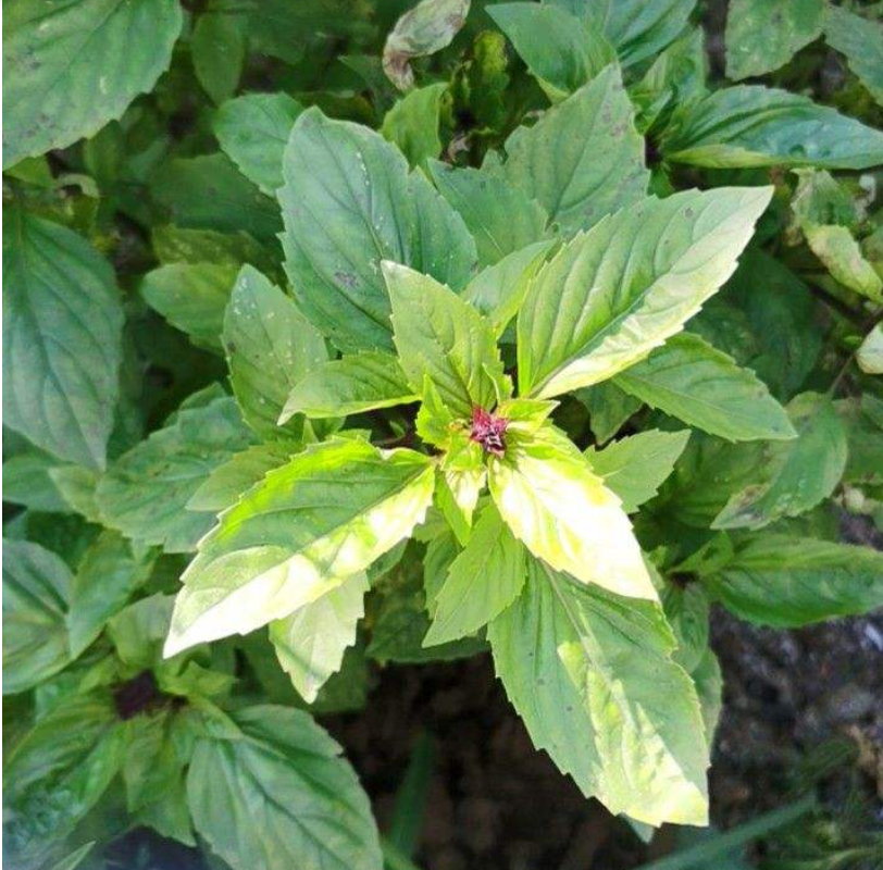 香草长什么样子的图片（6种不同品种香草介绍）