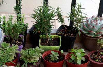 ​香草长什么样子的图片（6种不同品种香草介绍）