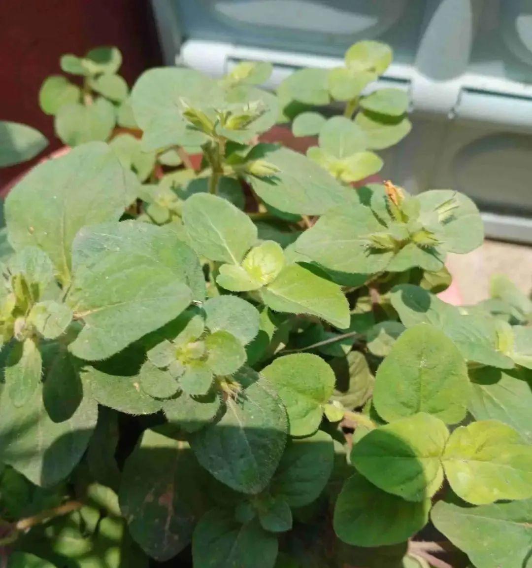 香草长什么样子的图片（6种不同品种香草介绍）