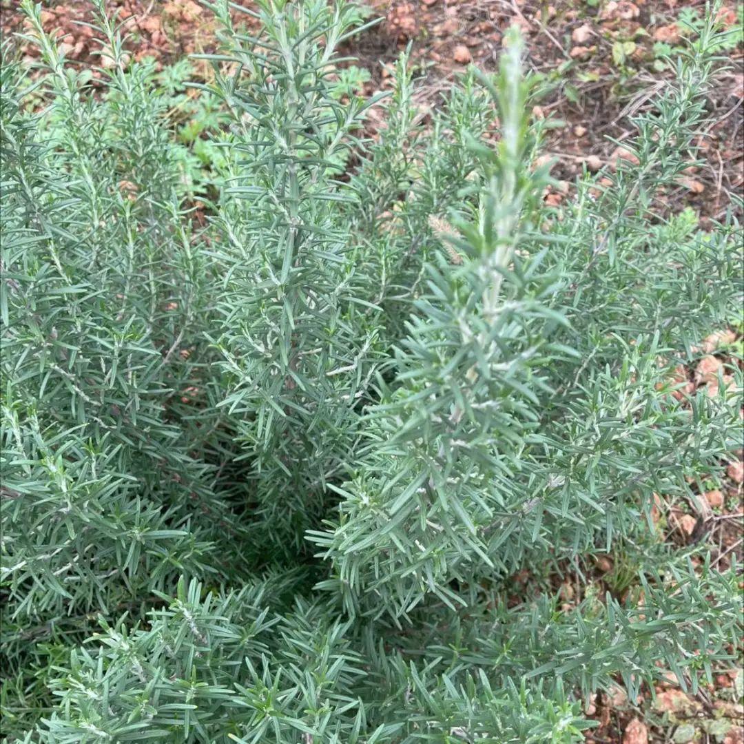 香草长什么样子的图片（6种不同品种香草介绍）