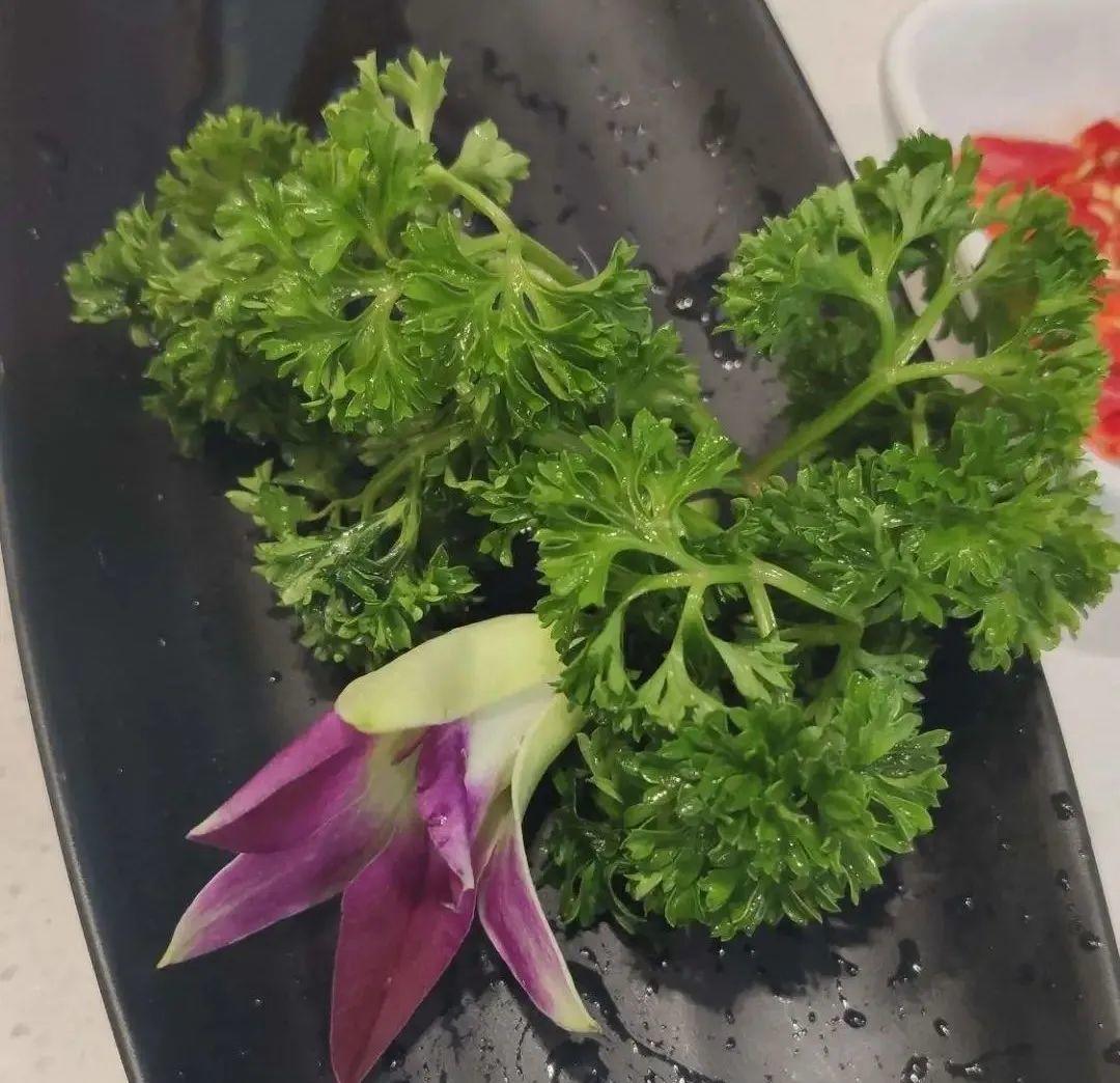香草长什么样子的图片（6种不同品种香草介绍）