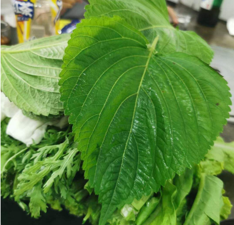 香草长什么样子的图片（6种不同品种香草介绍）