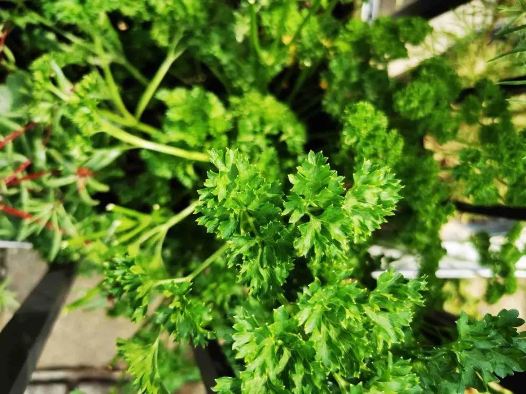 香草长什么样子的图片（6种不同品种香草介绍）