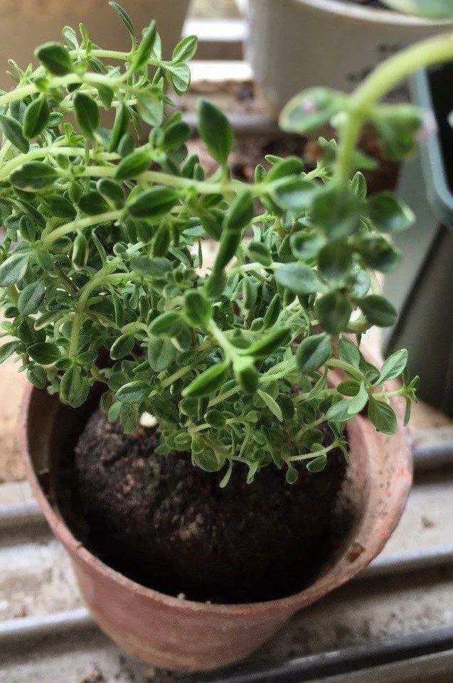香草长什么样子的图片（6种不同品种香草介绍）