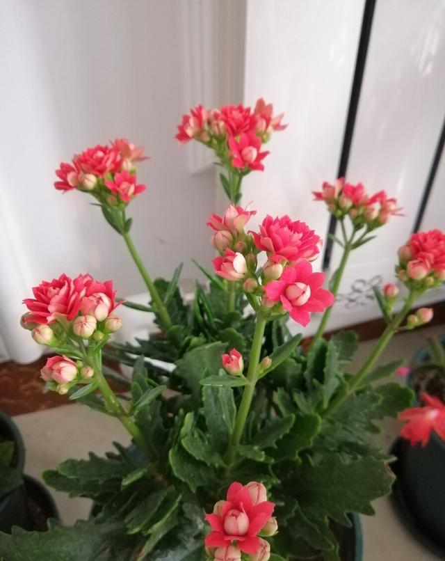 翠叶芦荟植物怎么养（3种皮实花高档又大气可放客厅）