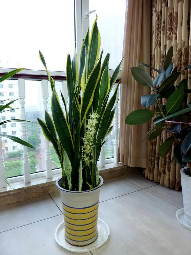 翠叶芦荟植物怎么养（3种皮实花高档又大气可放客厅）