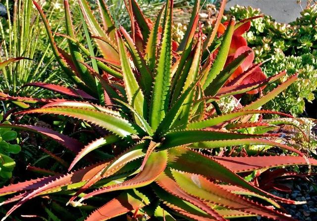 翠叶芦荟植物怎么养（3种皮实花高档又大气可放客厅）