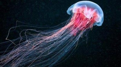 ​世界上最大的水母——北极霞水母，触须长达36米