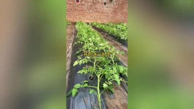 ​《三农》西红柿全程管理技术方案