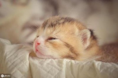 ​如何从猫咪的牙齿看出它的年龄吗？猫咪牙齿概览图