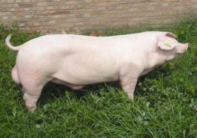 ​长白猪——曾经世界上最优秀的瘦肉猪！长得快、体重大、瘦肉多