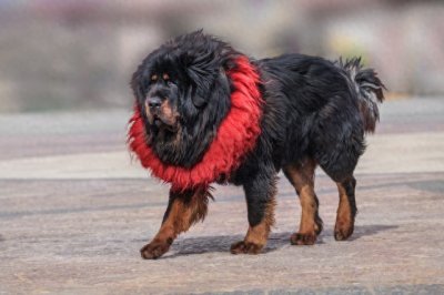 ​藏獒，世界上最凶猛大型犬种
