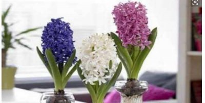 ​风信子花香有毒,风信子花有毒吗?可以在室内养吗?