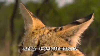 ​为什么黑足猫被全世界禁养？颜值这么高，看完你就不敢养了