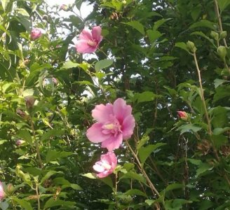 ​松树千年终是朽，槿花一日自为荣，媲美松树的槿花是什么样的？